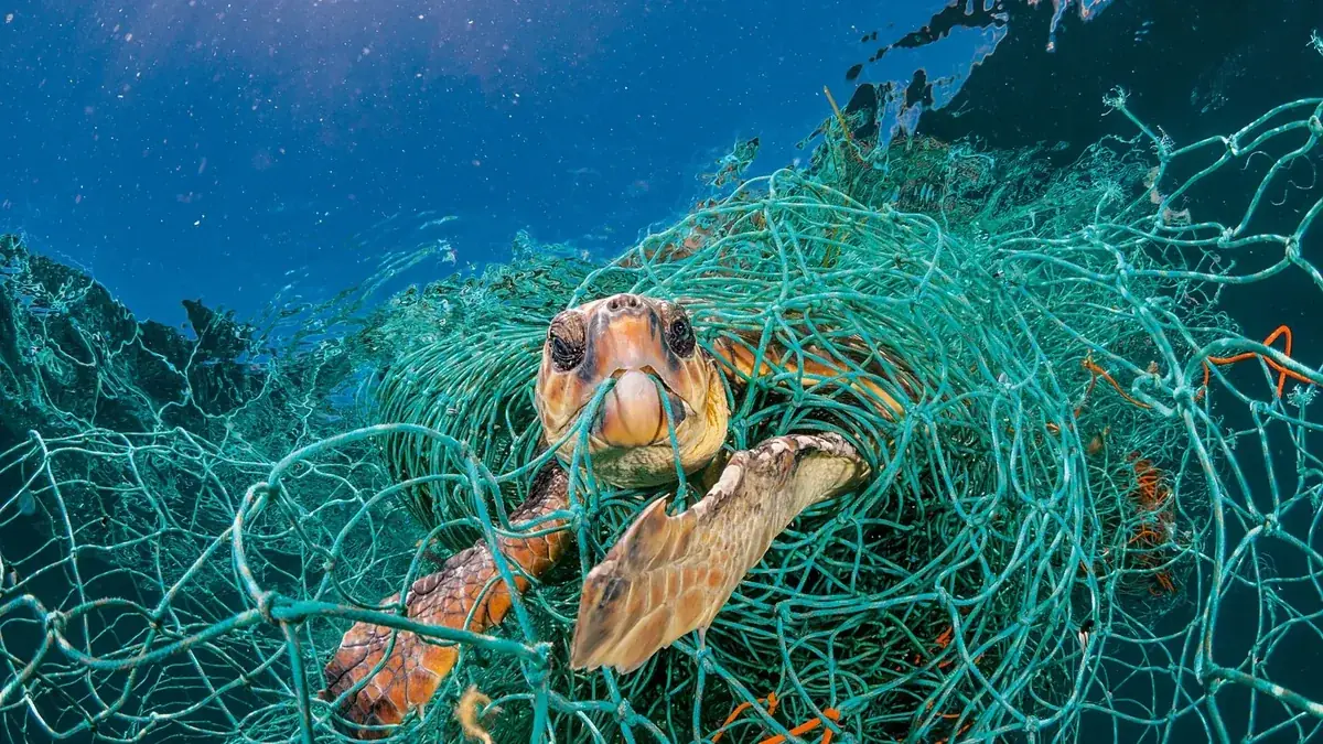 Impacto do lixo na vida marinha: da rua ao oceano